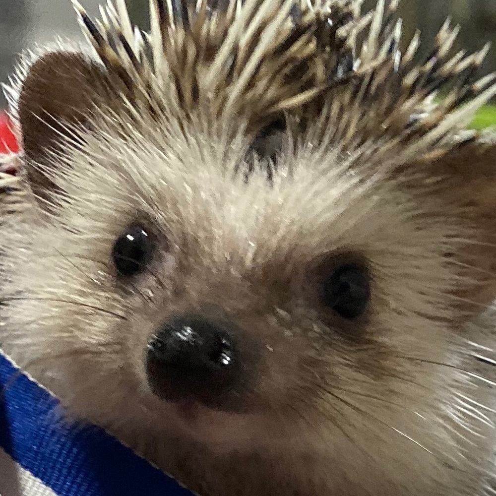 Meet your Posher, Hope